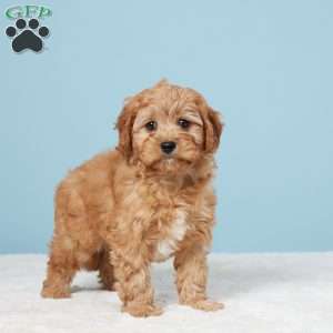 Mindy, Cavapoo Puppy